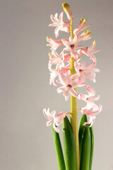 Beautiful pink delicate hyacinth flower on a gray background. 