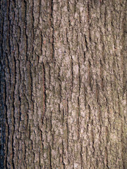The bark of pine tree, background.