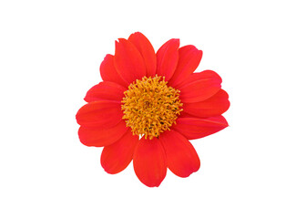 Red flower. Red mexican Sunflower or Tithonia diversifolia has separate flowers on a white background. selective focus the Lemon flower isolated on white background