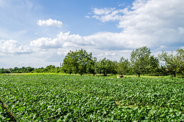 View of arable land and orchard in Petrovaradin, Novi Sad, Vojvodina, Serbia 