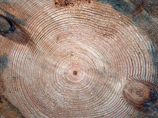 Wooden circle with a split cut of the log