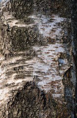 bark of birch in the cracks texture