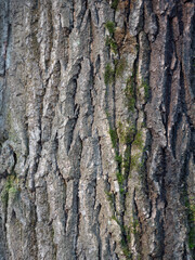 The bark of pine tree, background.