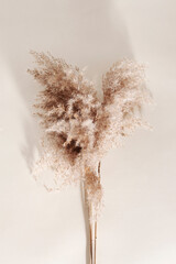 Dry pampas grass on a beige background.  Modern dry flower  decor.