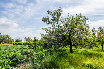 View of arable land and orchard in Petrovaradin, Novi Sad, Vojvodina, Serbia 