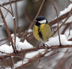 Birds near Moscow, yellow oatmeal on a tree branch