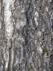 bark of birch in the cracks texture