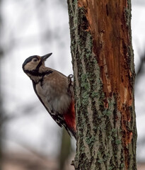 Great spotted woodpecker on a looking for food on a tree