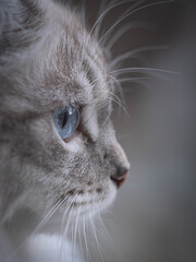 Siberian cat staring intensely 