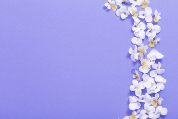 viola flowers on color paper  background