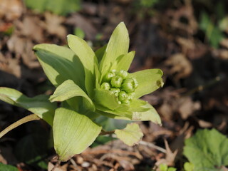 春の山菜フキノトウ