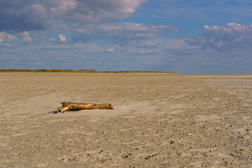 Fototapeta na wymiar Driftwood on the beach of St. Peter Ording
