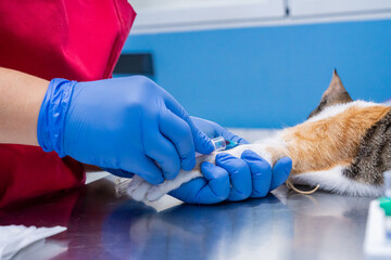 Veterinarian drawing blood from a cat