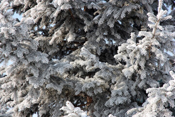 Winter forest during a snowfall.