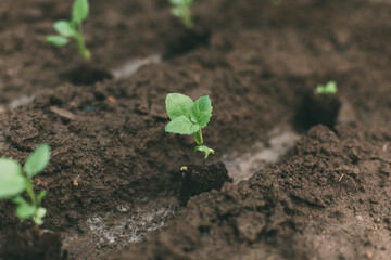 plant a small fresh green sprout of a plant on spring ground, gardening and agriculture concept 