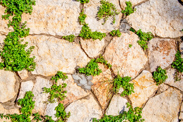 Stone wall texture. Stone wall as background or texture. a green plant sprouted on the wall.Part of a stone wall, for background or texture