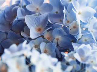 Fototapeta premium Blue hydrangea flowers. Macro vision. Spring concept. Floral background