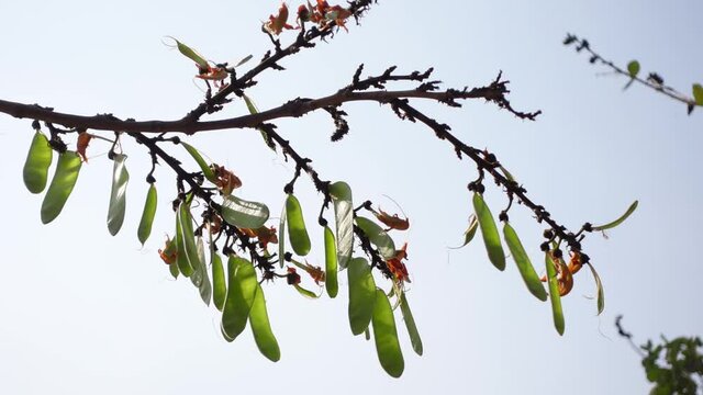 Palash flower green seed pods are swaying in the spring wind.