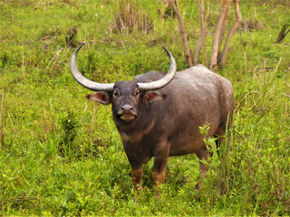 Water Buffalo in Kaziranga National Park