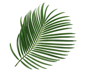 green palm leaf isolated on white background