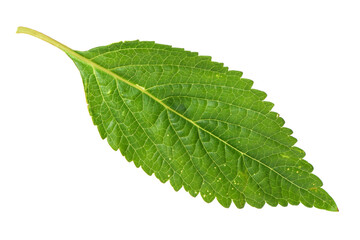 Mint leaf isolated over white background
