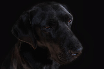 Labrador dog head on black background