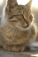 Naklejka na ściany i meble Young tabby cat relaxed in sunny day. Kitty closeup portrait.