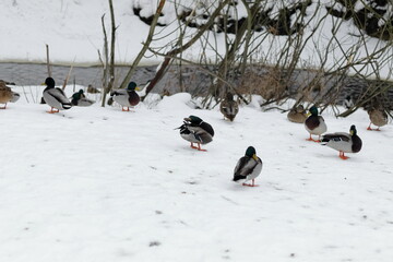 Ducks spend the winter on the bank of a small river.