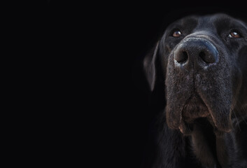 Labrador dog head on black background