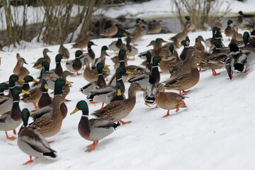 Ducks spend the winter on the bank of a small river.