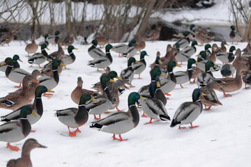 Ducks spend the winter on the bank of a small river.