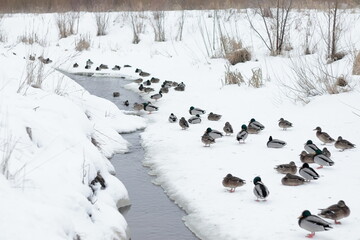 A group of ducks on the bank of the winter river.