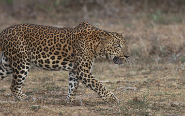 Fototapeta na wymiar stalking leopard; Leopard taking a stroll; leopard stalking; cat stalking; stalking cat; leopard from Sri Lanka