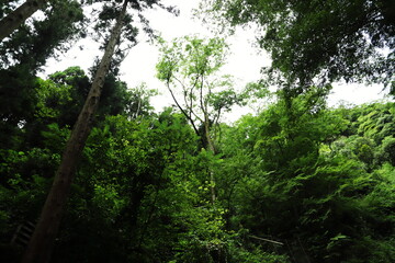 緑の林