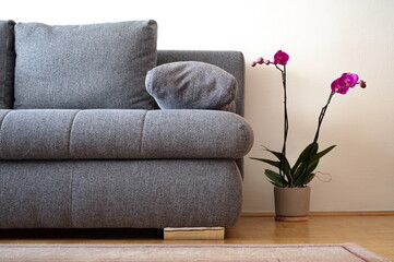 Part of gray sofa in living room with potted purple orchid beside it