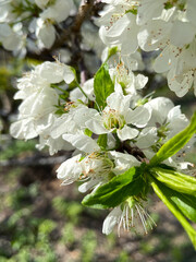 Beautiful Chinese Oriental Plum blooming in white color in spring.