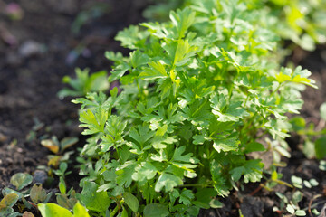 Spring young garden parsley growing on soil. Flat leaf parsley in garden row in spring.