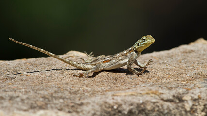 Kenyan rock agama