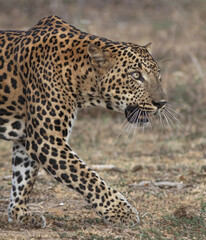 Portrait of a leopard; stalking leopard close up; Leopard taking a stroll; leopard stalking; cat stalking; stalking cat; leopard from Sri Lanka
