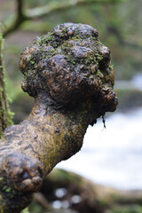 A tree stump at Golitha Falls Bodmin moor Cornwall