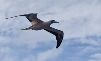 Seabird Masked, Blue-faced Booby (Sula dactylatra) flying over the blue and calm ocean. Seabird is hunting for flying fish jumping out of the water.