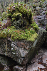 Mosses and lichens growing on a rock at Golitha Falls Bodmin moor Cornwall