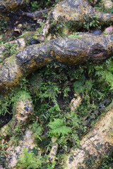 Macro image of moss growing on tree roots