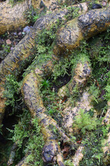 Macro image of moss growing on tree roots