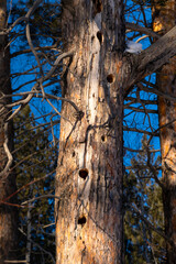 a woodpecker's hollow in an old tree