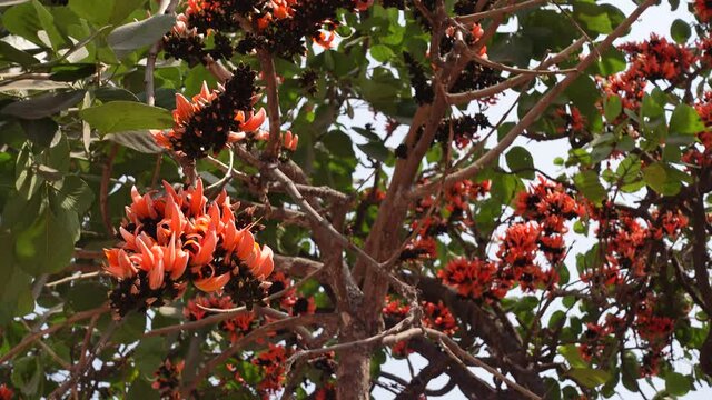 A lot of bunches of red-orange Palash flowers full of green trees are swaying in the spring wind. Flowers background.  4k Video.