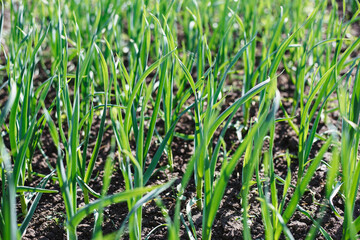 Green garlic grows in the ground in spring, close up. Organically grown garlic plantation in the vegetable garden. Vegetable beds with garlic overgrown with weeds