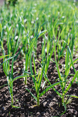 Green garlic grows in the ground in spring, close up. Organically grown garlic plantation in the vegetable garden. Vegetable beds with garlic overgrown with weeds