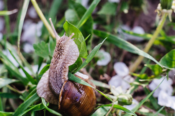 Helix pomatia also Roman snail, Burgundy snail, edible snail or escargot. Snail Muller gliding on the wet leaves. Large white mollusk snails with brown striped shell, crawling on vegetables.