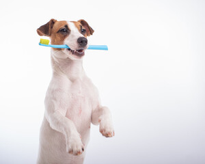 Smart dog jack russell terrier holds a blue toothbrush in his mouth on a white background. Oral...